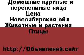 Домашние куриные и перепелиные яйца › Цена ­ 80 - Новосибирская обл. Животные и растения » Птицы   